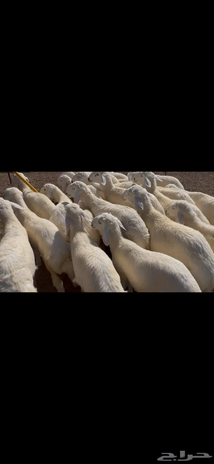 ذبايح حري 4