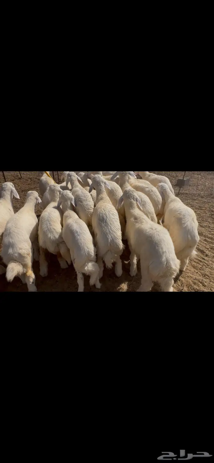 ذبايح حري 6