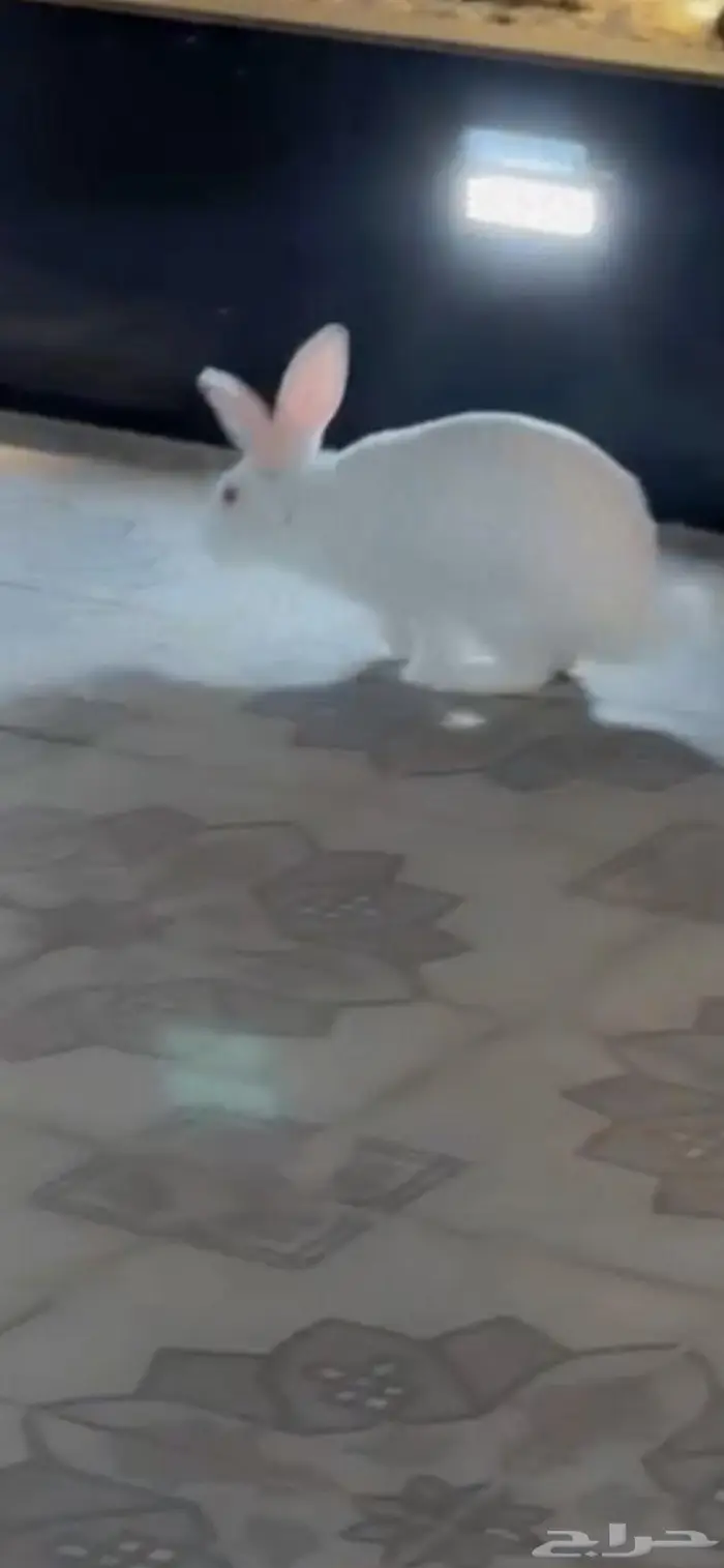 ارنب ذكر للبيع 0