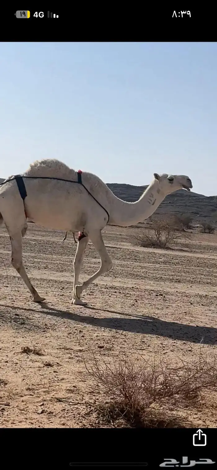 عشرا للبيع رمانيه 1