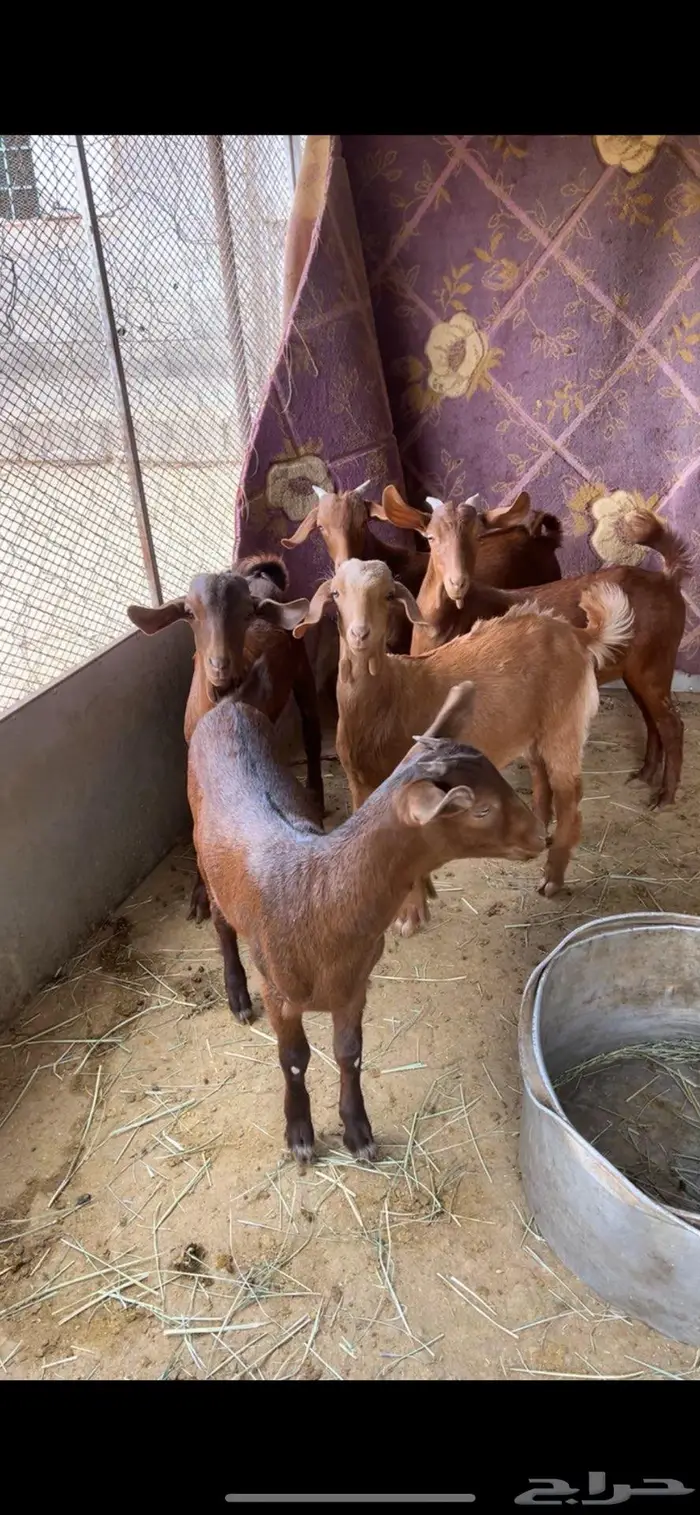 تيوس وعنقان لباني 3 شهور 0