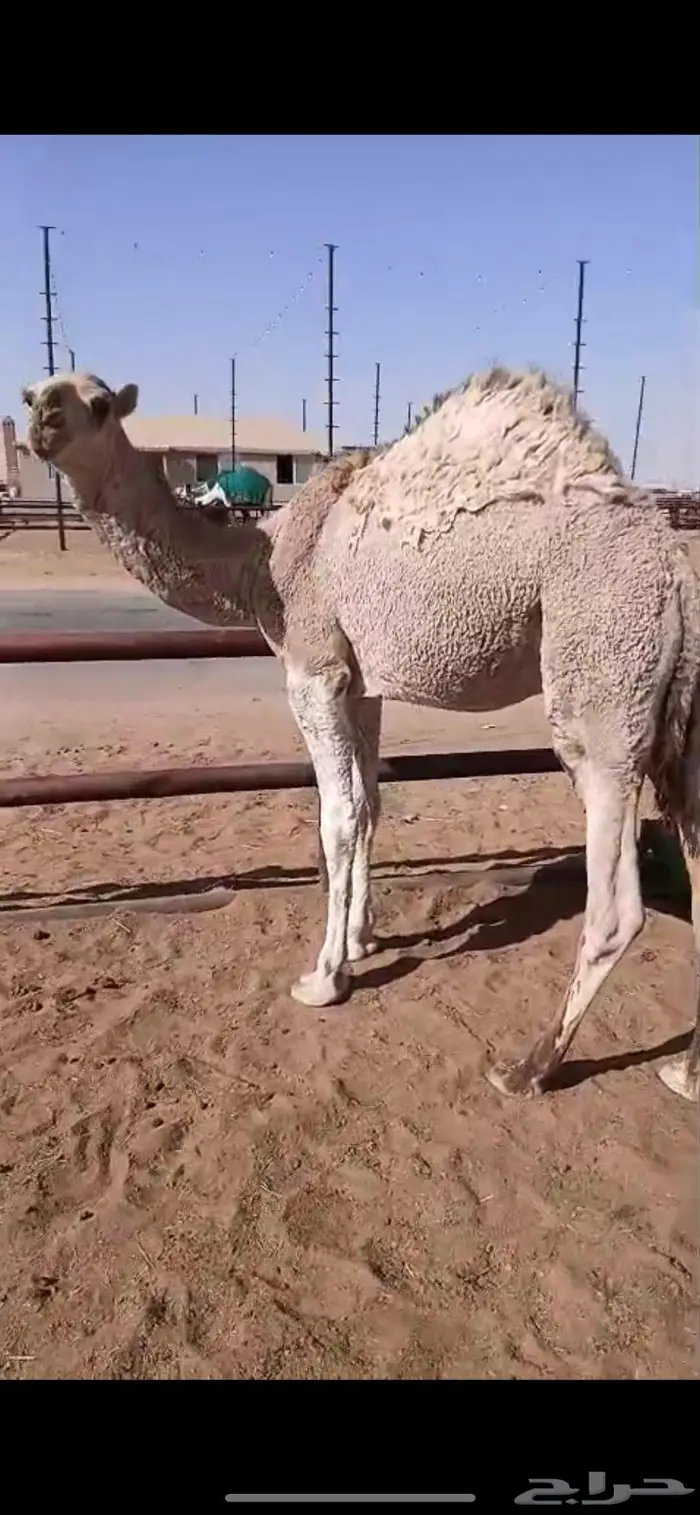 قعود بري ومقفل شحم 1