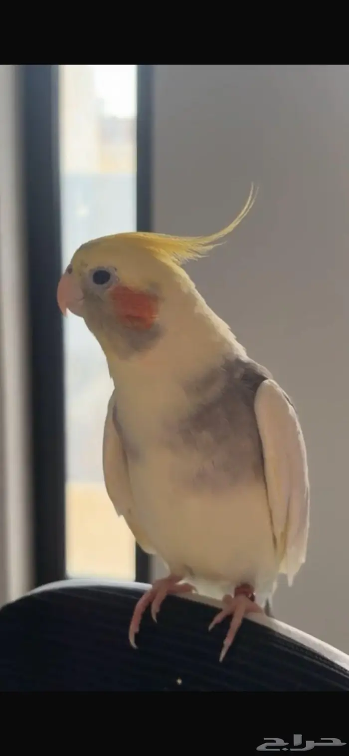 كروان مفقود حي الشرق المدينة 1