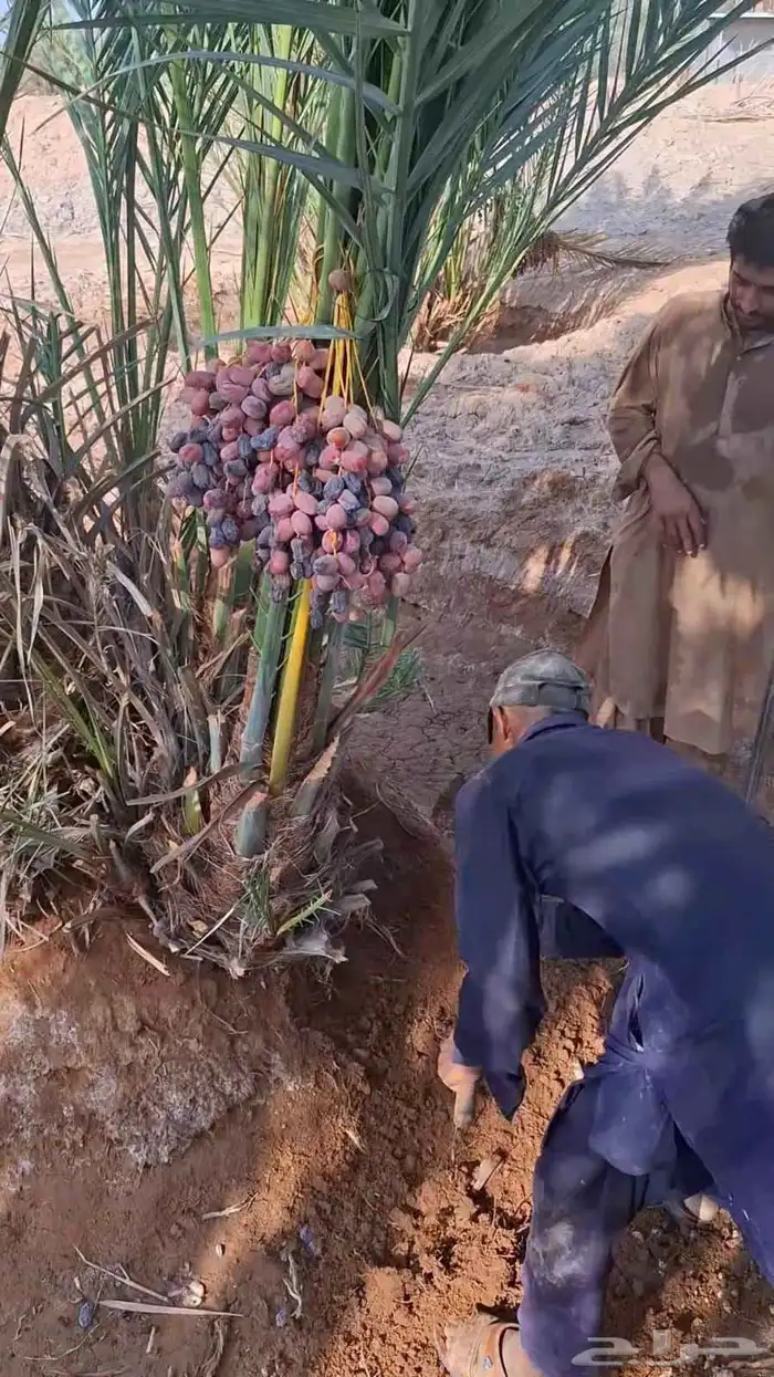 يوجد لدينا جثايث للبيع 8