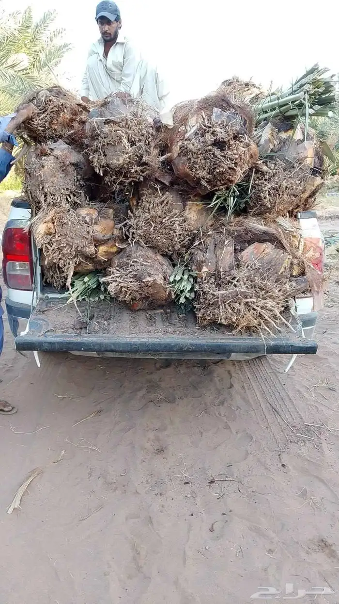 ابو عبدالله لتوريد النخيل 7