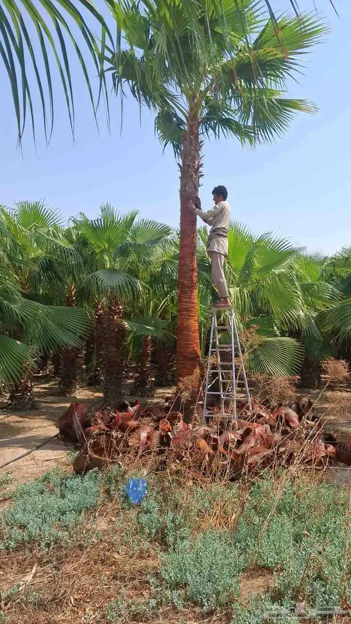 نخل للبيع عربي ووشنطني زينه 9