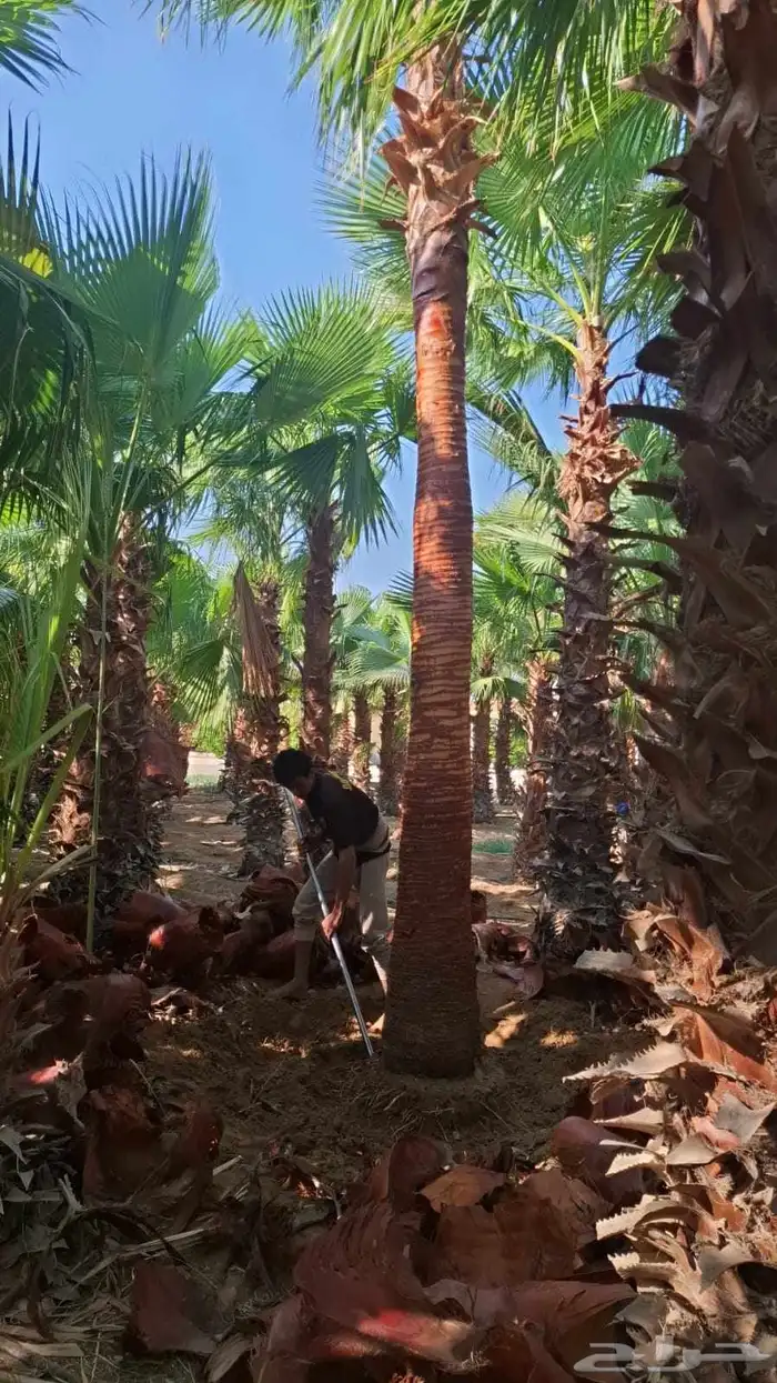 نخل للبيع عربي ووشنطني زينه 7