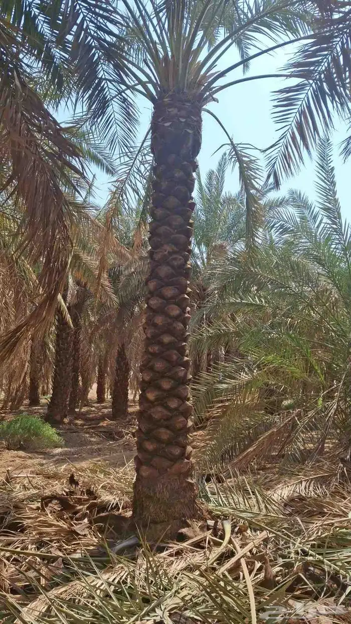 نخيل للبيع 0