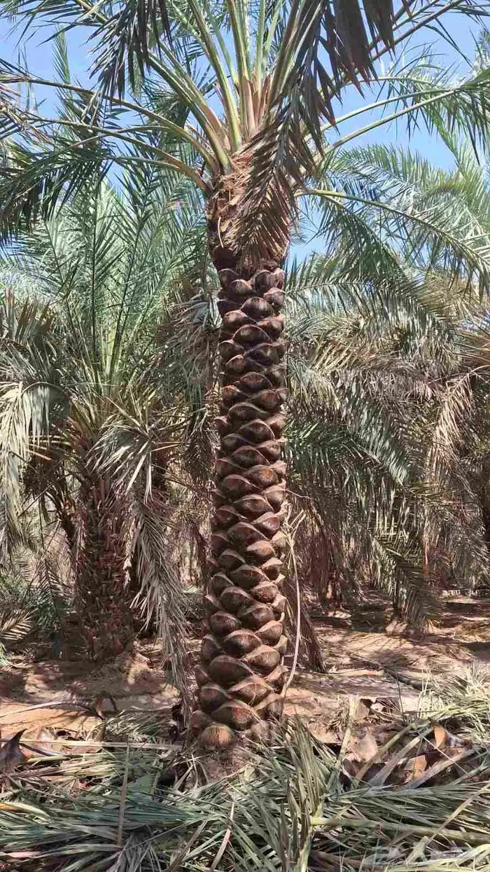 نخيل للبيع 3