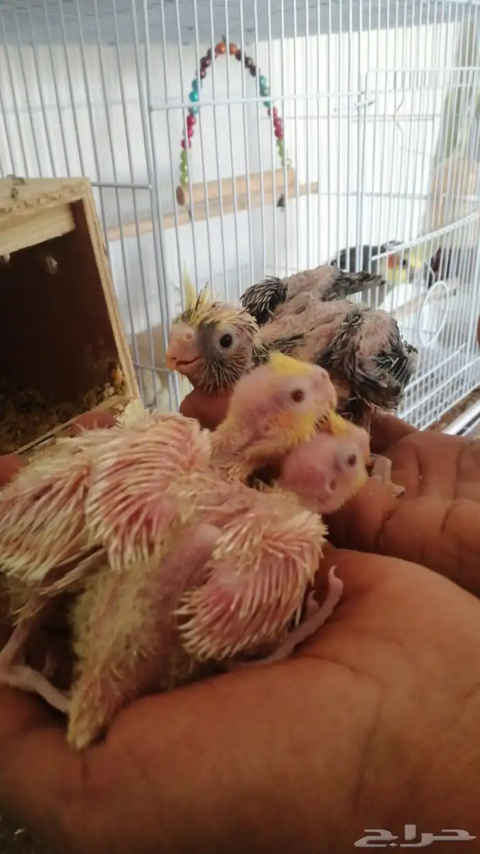 ثلاثه فروخ كروان تم البيع 0