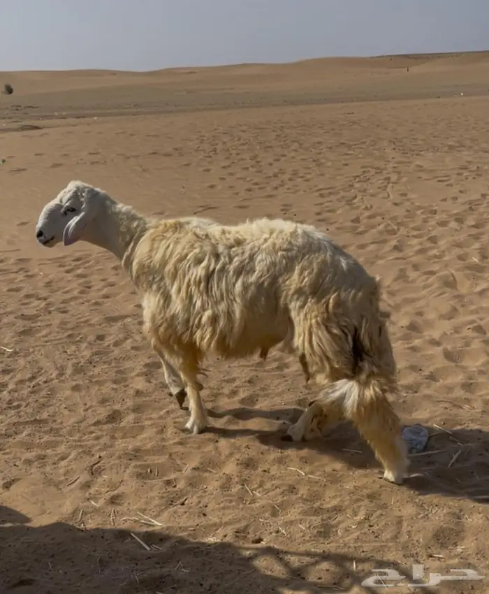 طليان جذعان للبيع 0