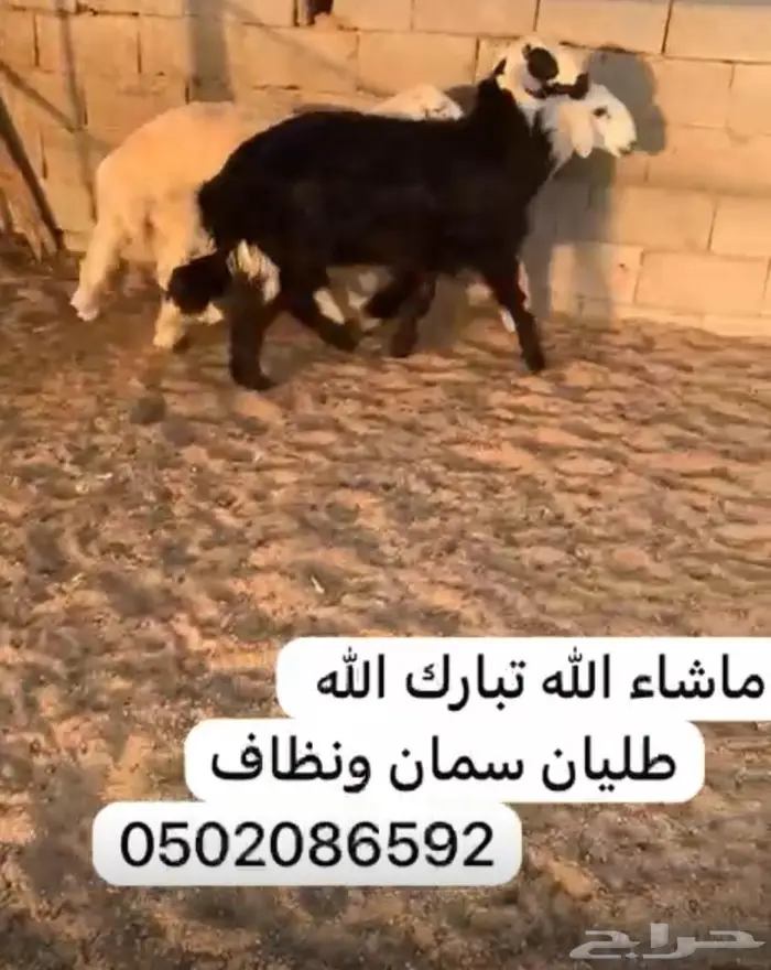 طليان سمان ونظاف 0