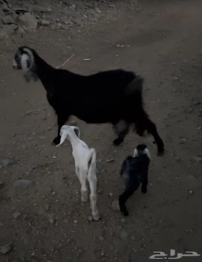 معزا معاها 2 واحده معاها واحد معاها تيوس 3