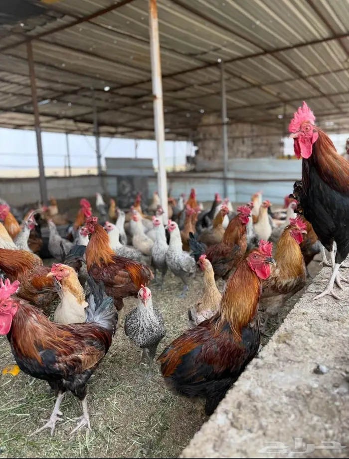 للبيع ديك ودجاج 0