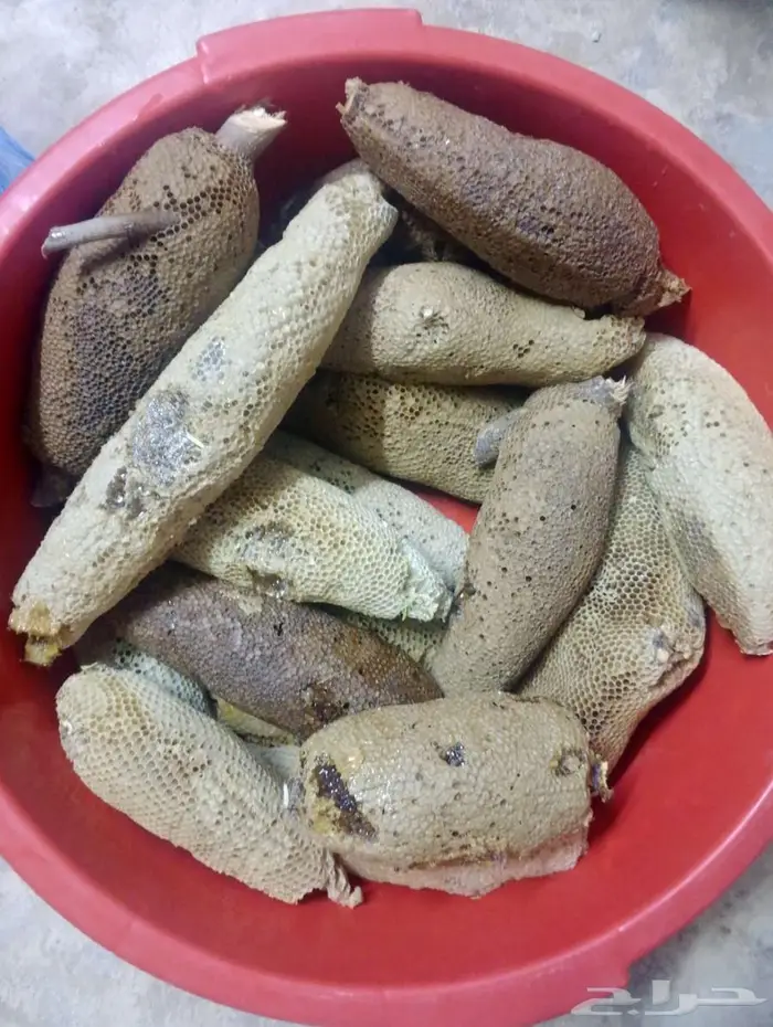 عسل بري حر 5.كيلو وربع. الكيلو ب100 1