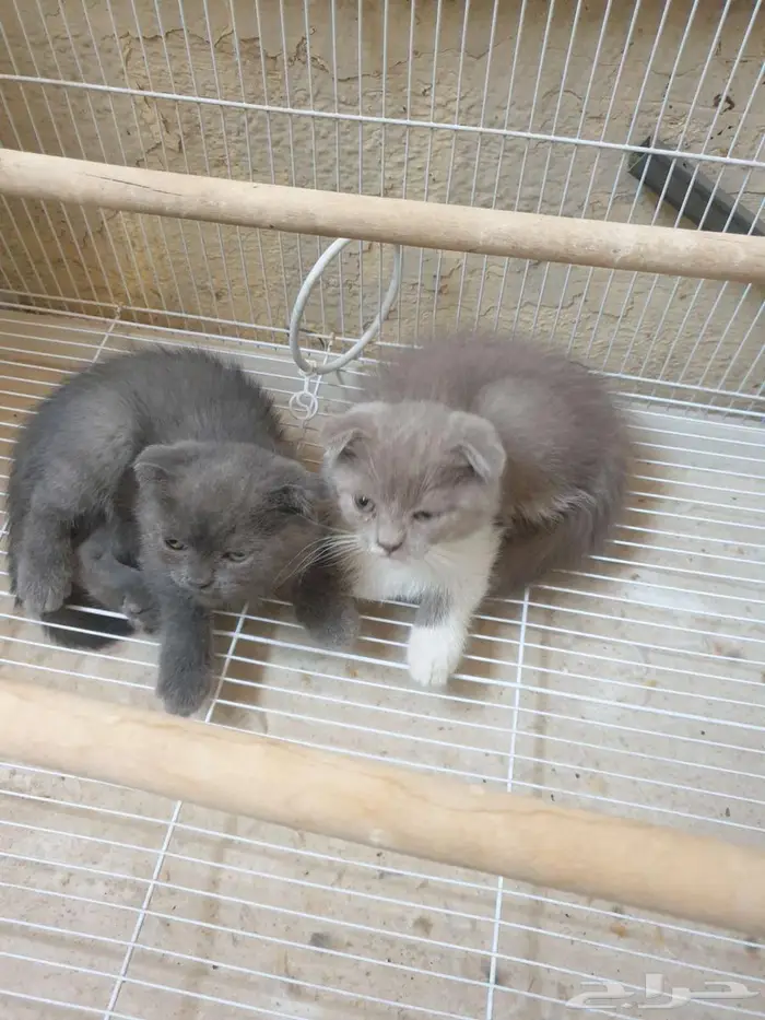 للبيع قطط كتن سكوتش فولد دبل فولد 2