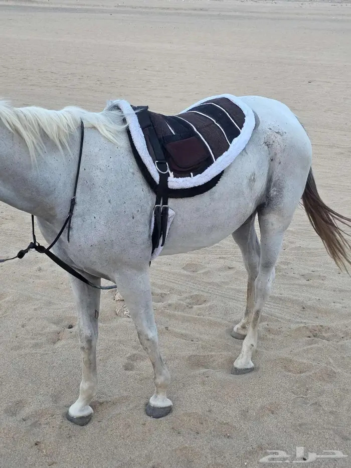 لبادات ركوب خيل جديدة 8