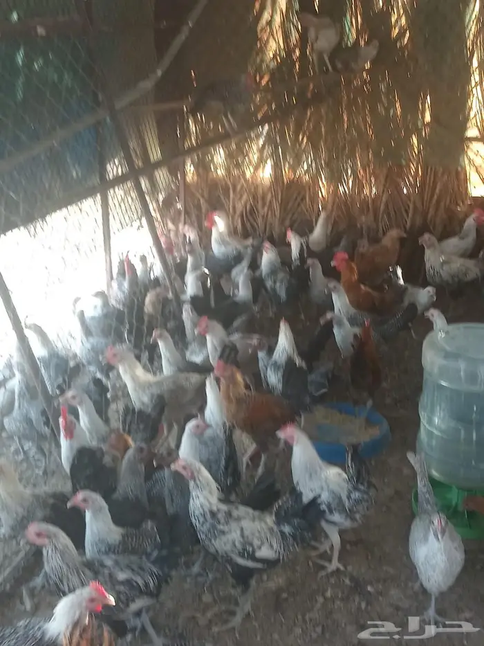 دجاج فيومي للبيع 2