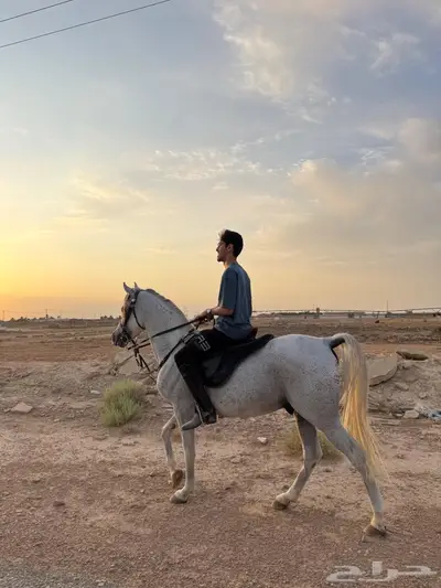 للبيع حصان شعبي index