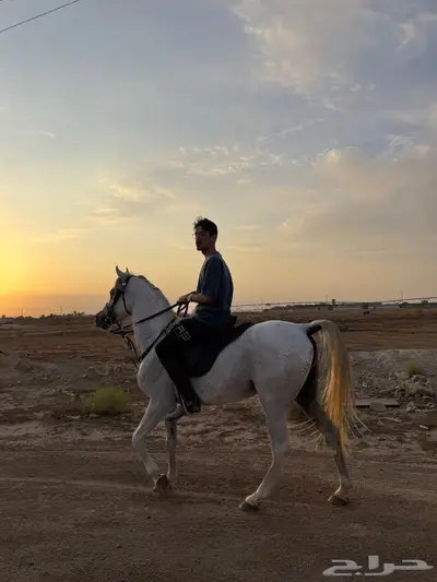 للبيع حصان شعبي index