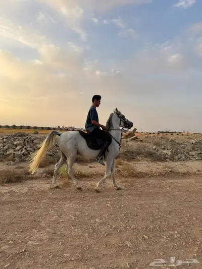 للبيع حصان شعبي index