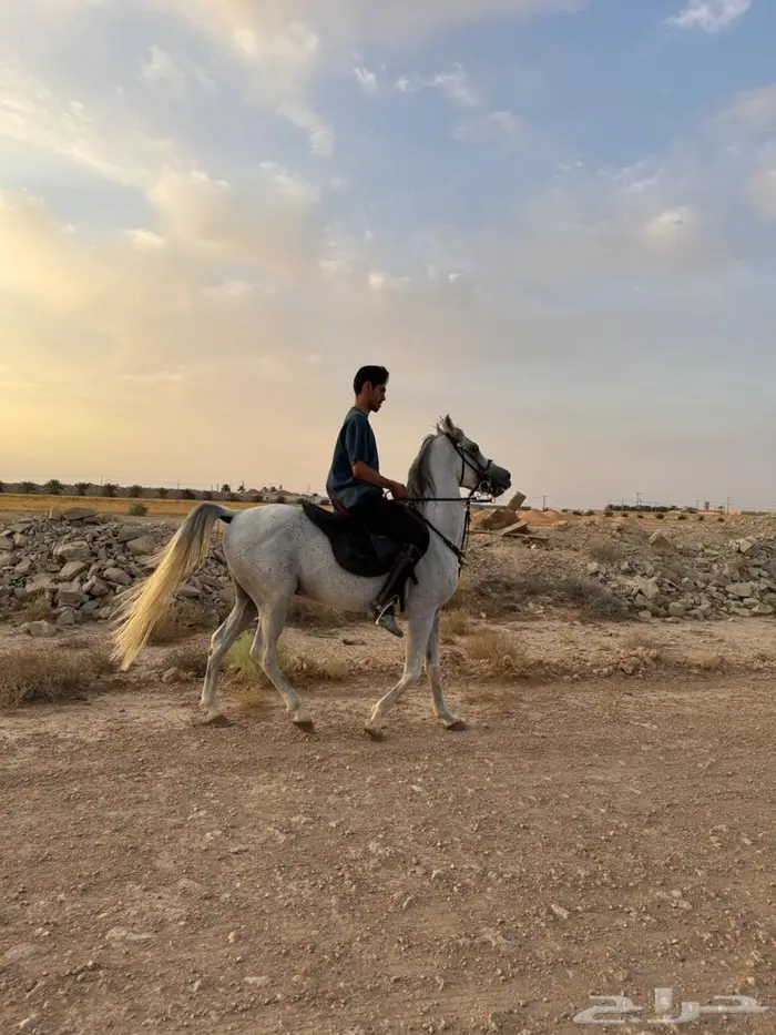 للبيع حصان شعبي 4