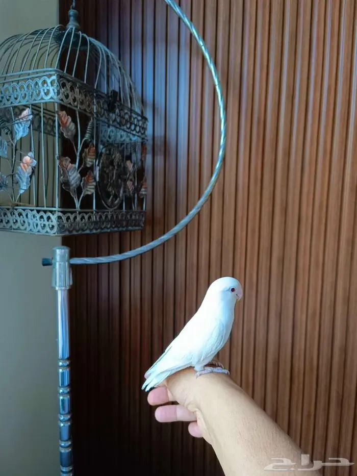 للبيع طير روز أليف جدا 4