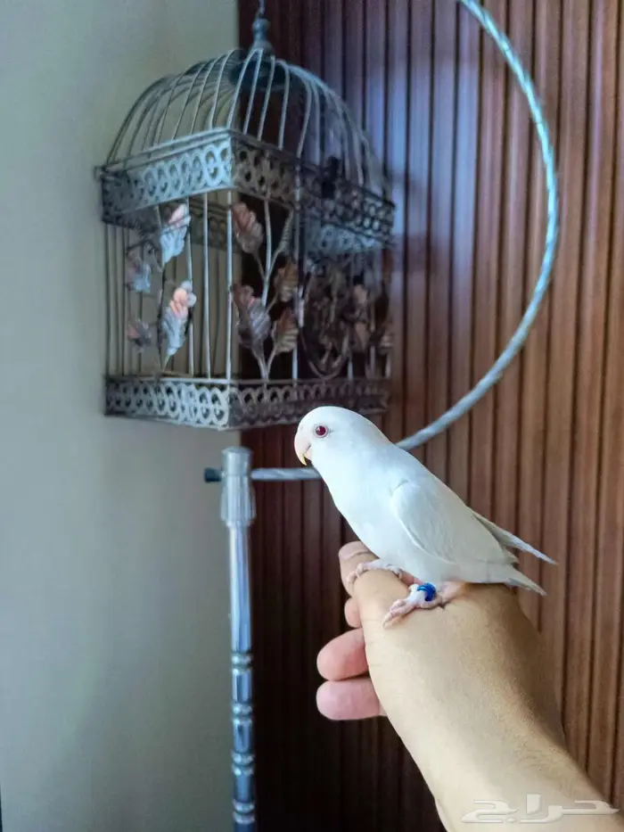 للبيع طير روز أليف جدا 10