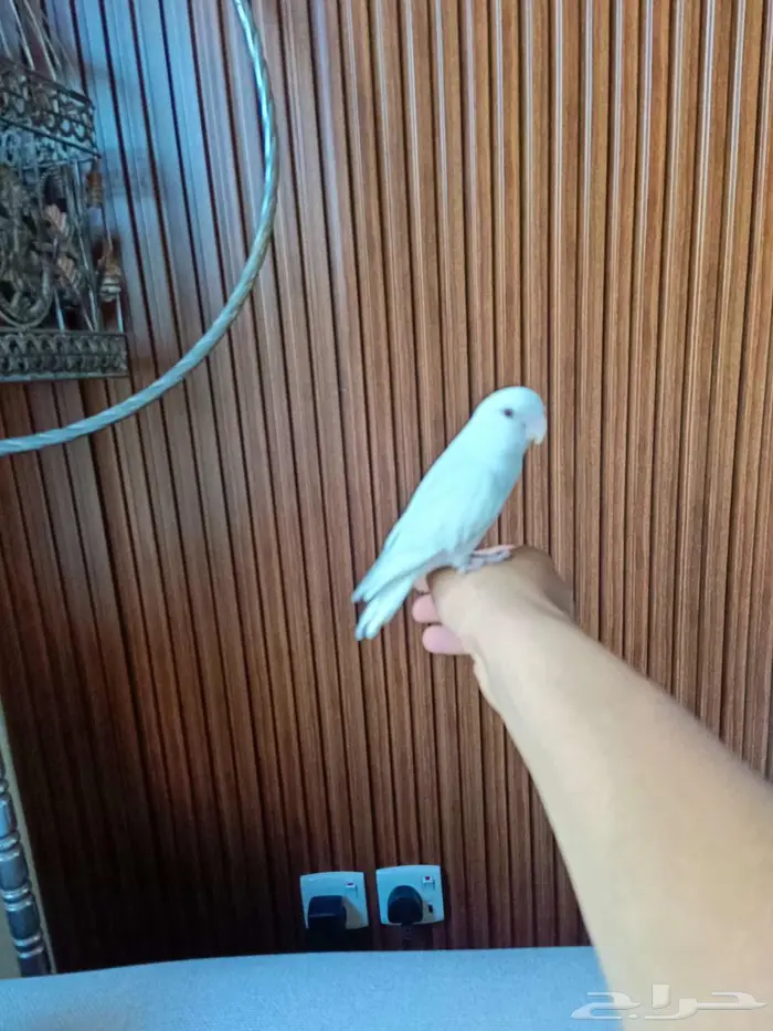 للبيع طير روز أليف جدا 6