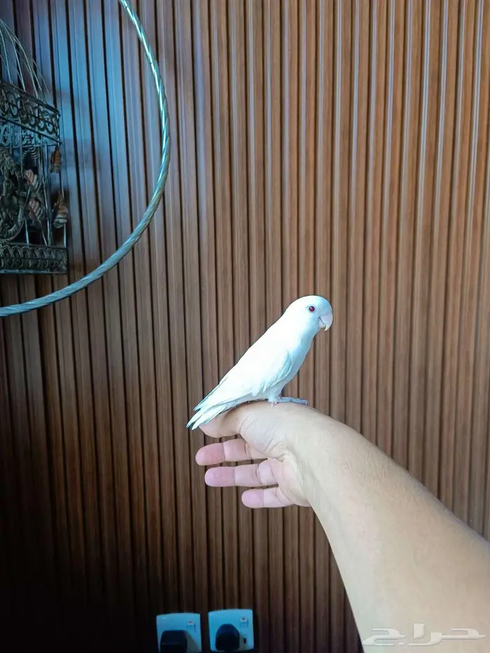 للبيع طير روز أليف جدا 7