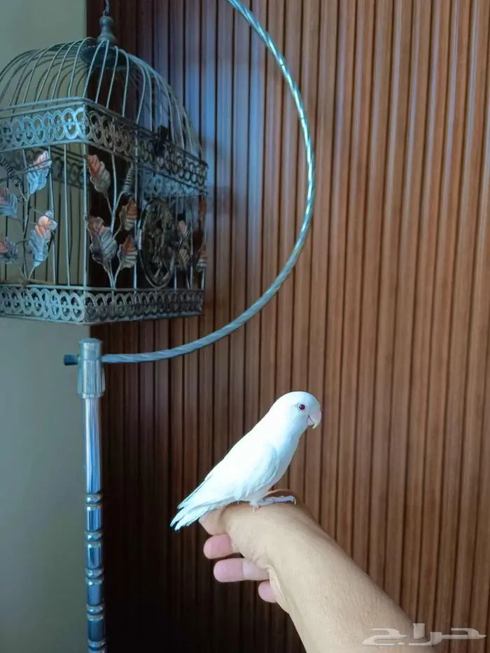 للبيع طير روز أليف جدا 8