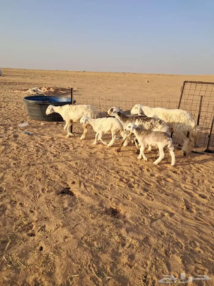 مطافيل حريات طيبات 2