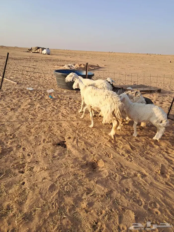 مطافيل حريات طيبات 0