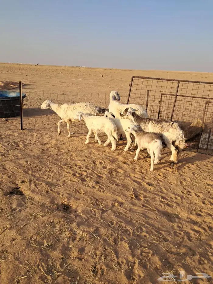 مطافيل حريات طيبات 3