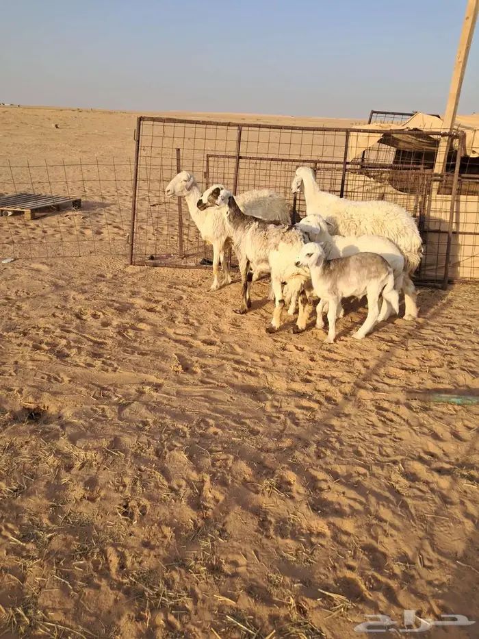 مطافيل حريات طيبات 1