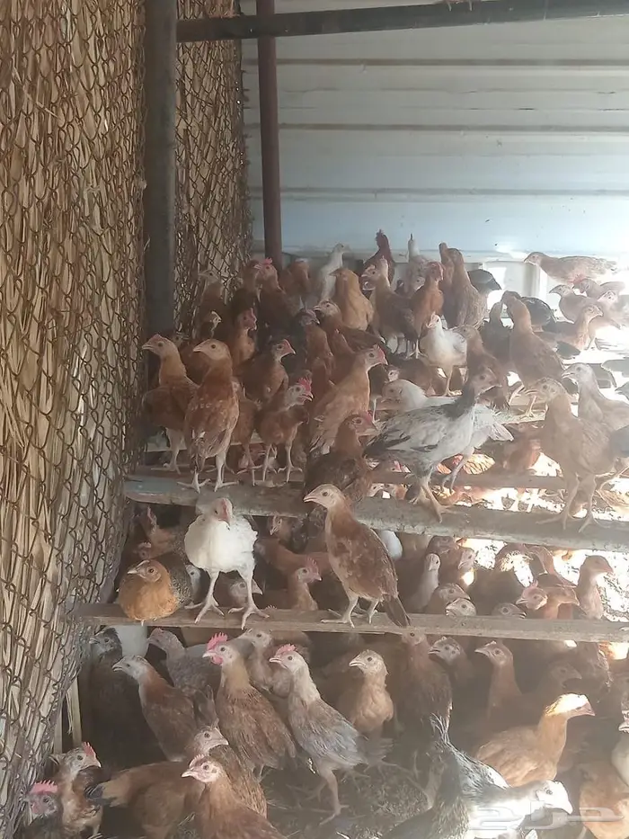دجاج بلدي 0