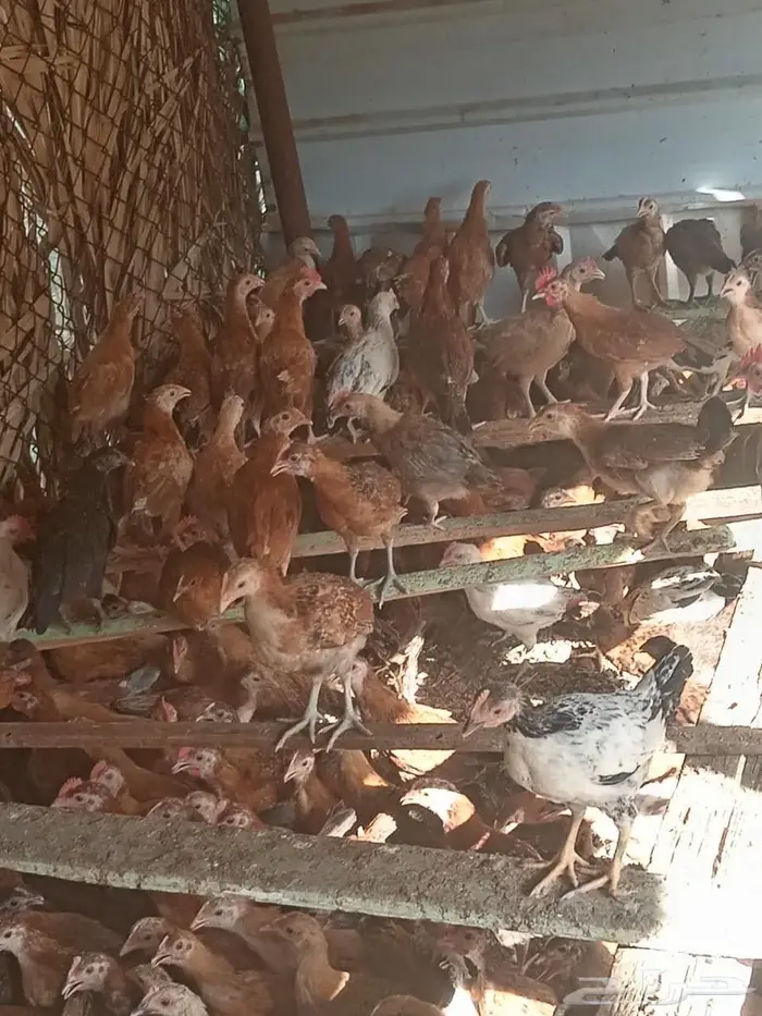 دجاج بلدي 3