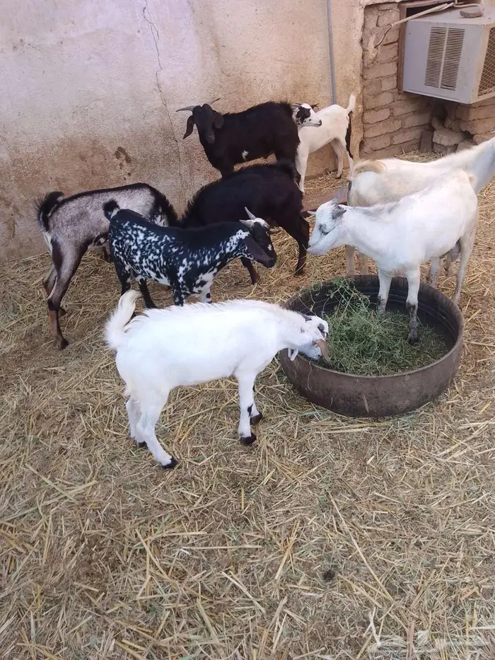 تيوس وجفار بلدي العدد 17 0