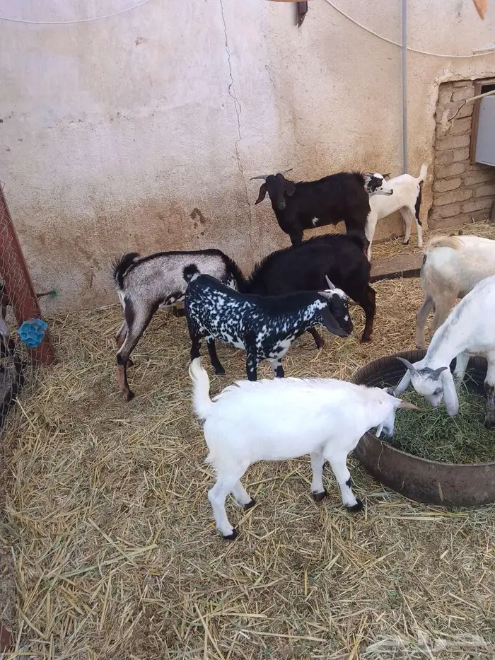 تيوس وجفار بلدي العدد 17 4