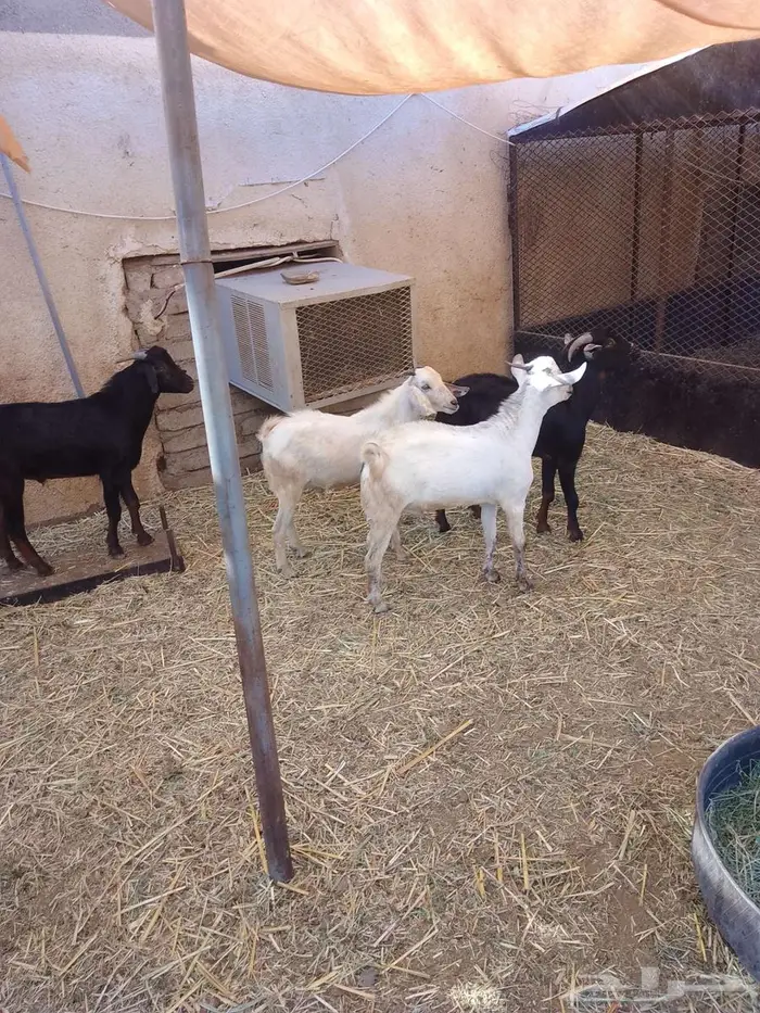 تيوس وجفار بلدي العدد 17 8