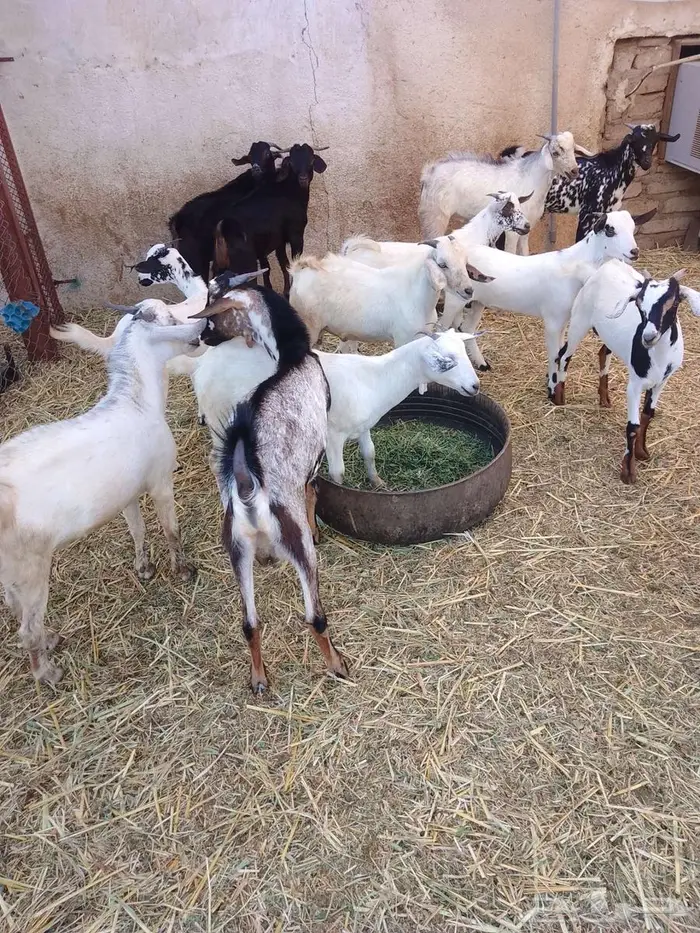تيوس وجفار بلدي العدد 17 1