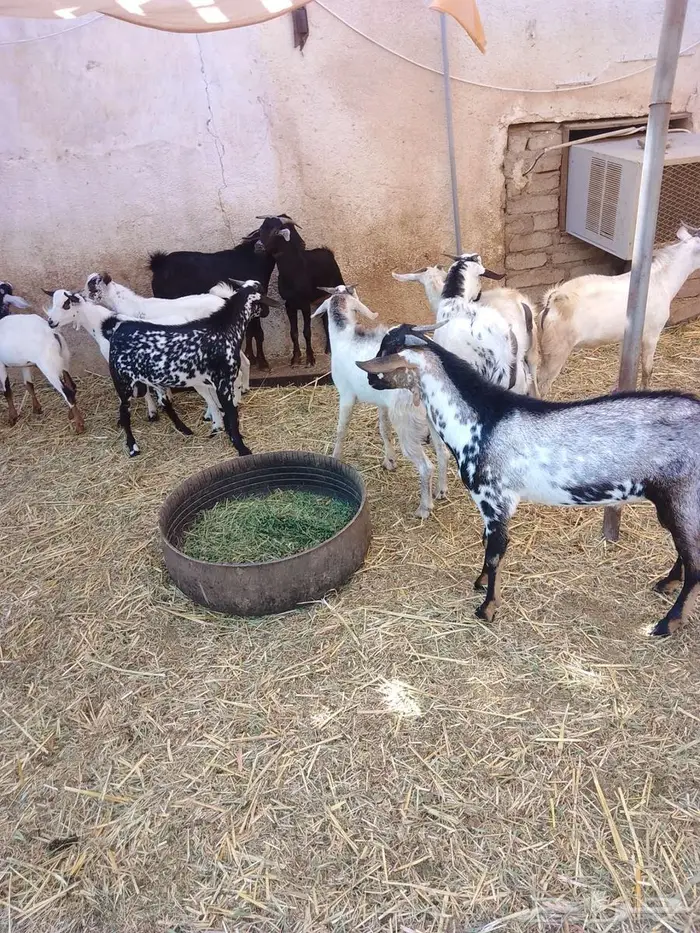 تيوس وجفار بلدي العدد 17 13