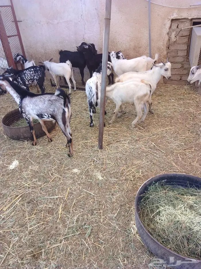 تيوس وجفار بلدي العدد 17 12