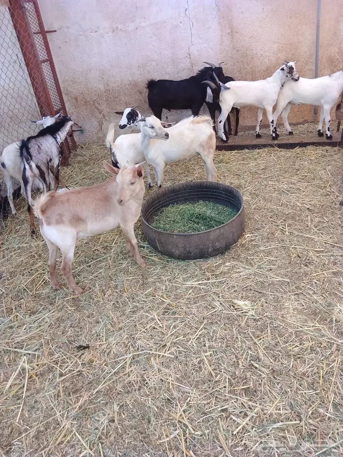 تيوس وجفار بلدي العدد 17 15