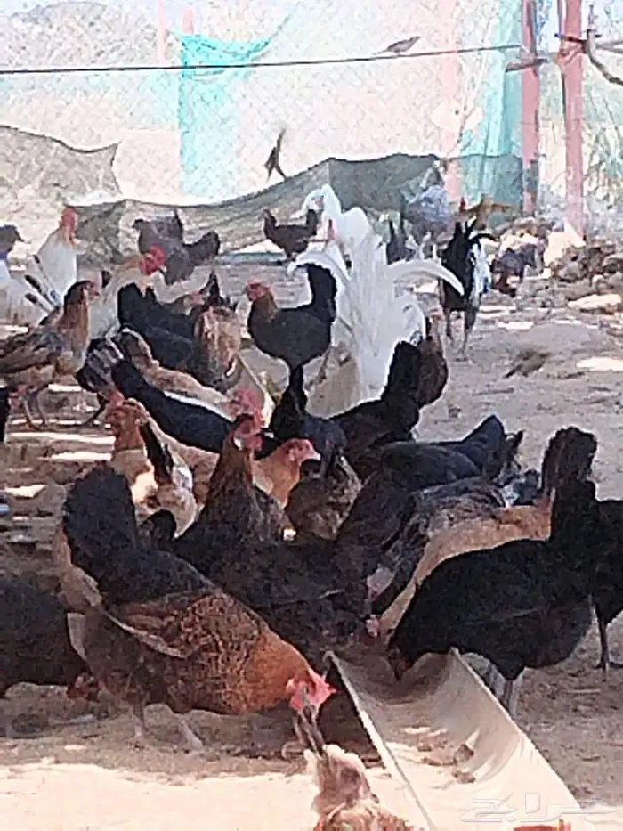 دجاج بلدي 1