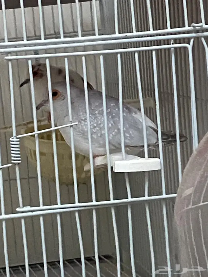 جوز يمام ماسي. تم البيع 0