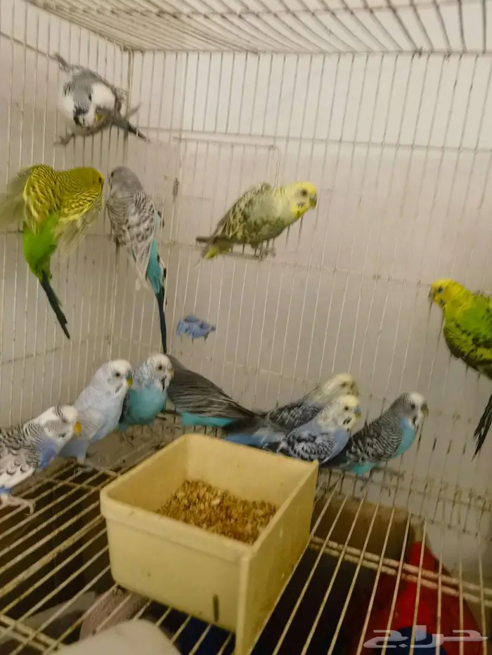 مجموعة طيور بادجي و فيشر و زيبرا 5