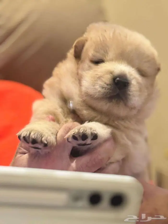 كلب تشاو تشاو اصلي كلب الملوك 3