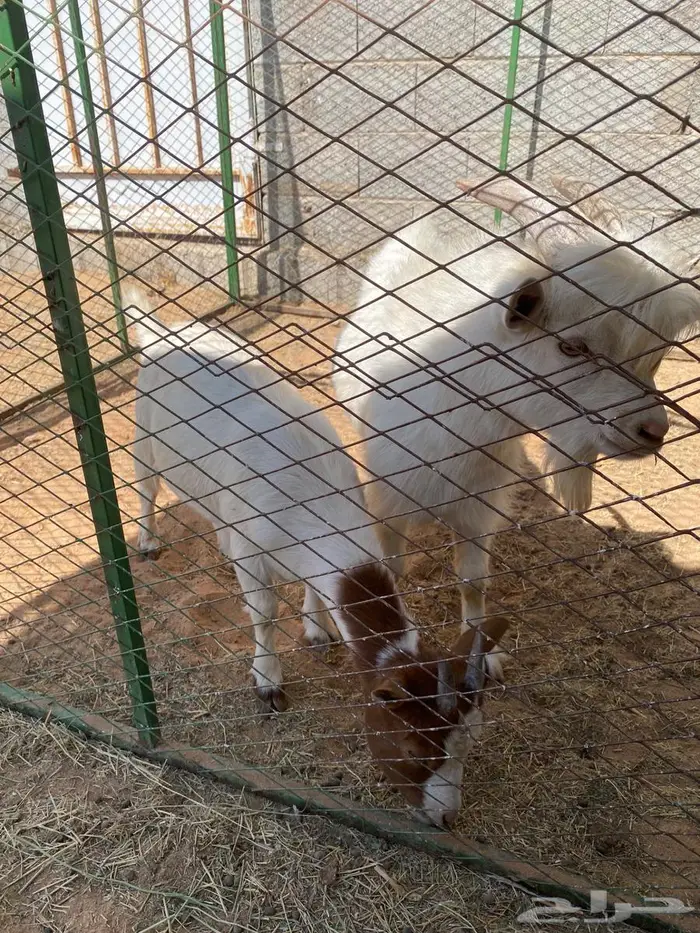 جفره وتيس غزميات 4