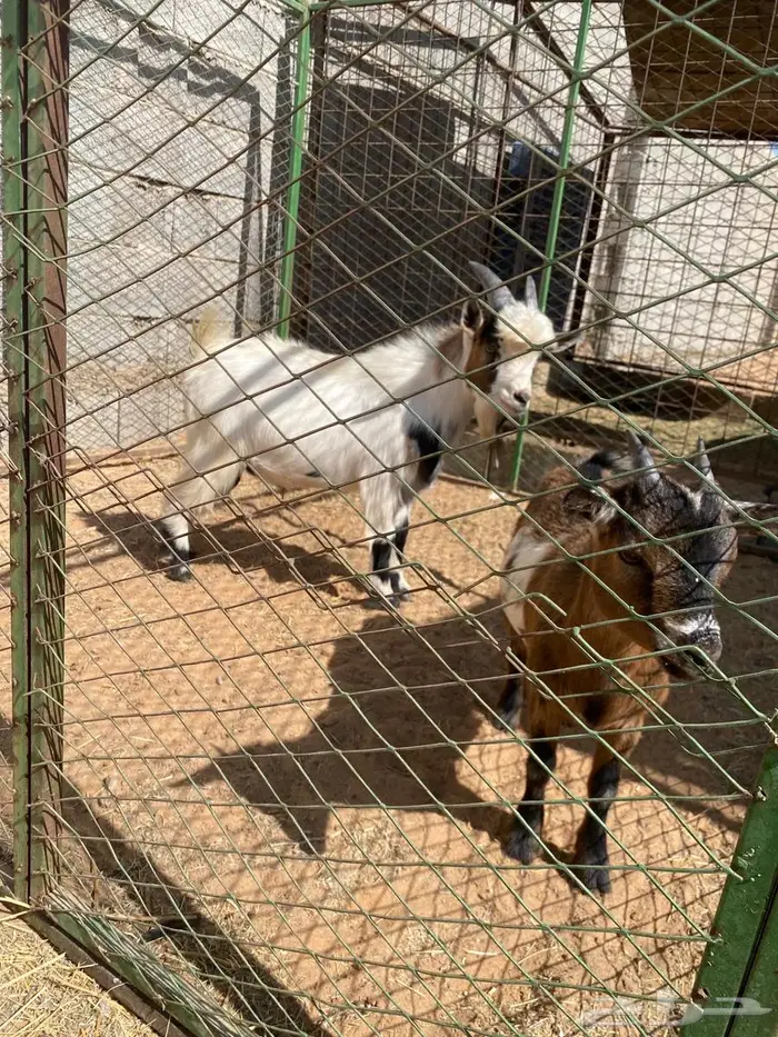 حفره وتيس قزميات انتاج مستوى طيب 3